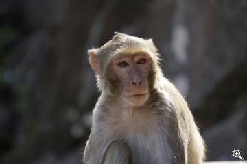 Makaken-Affe am Mount Popa