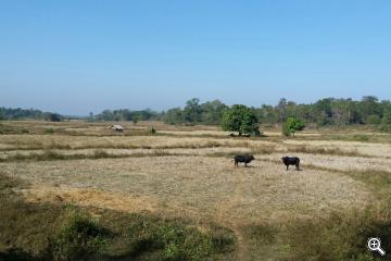 Landwirtschaft in Myanmar
