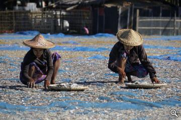 Ngapali Beach in Burma, Fische trocknen