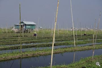 Die schwimmenden Gärten vom Inle See