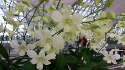 Orchideen auf dem Flughafen von Bangkok